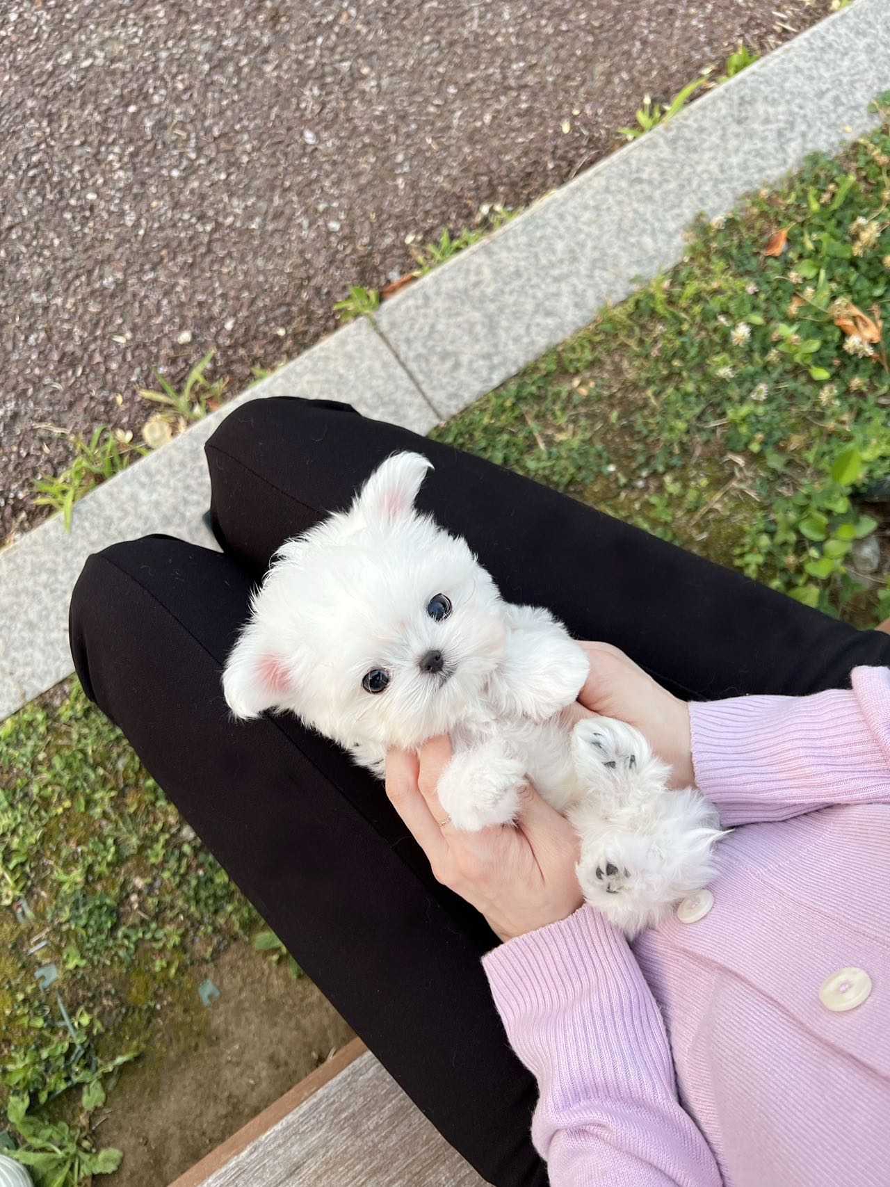 Maltese-Kathy