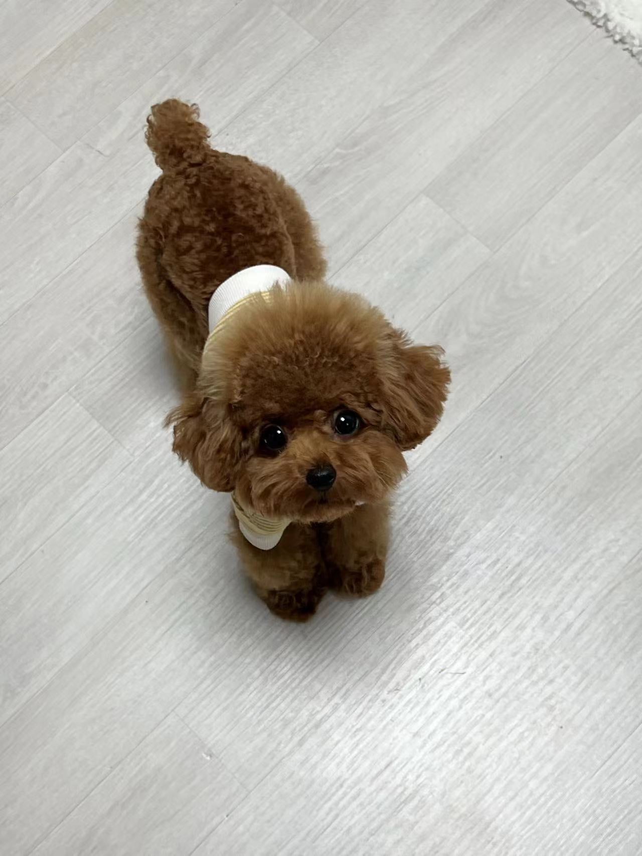 Poodle-Chichi