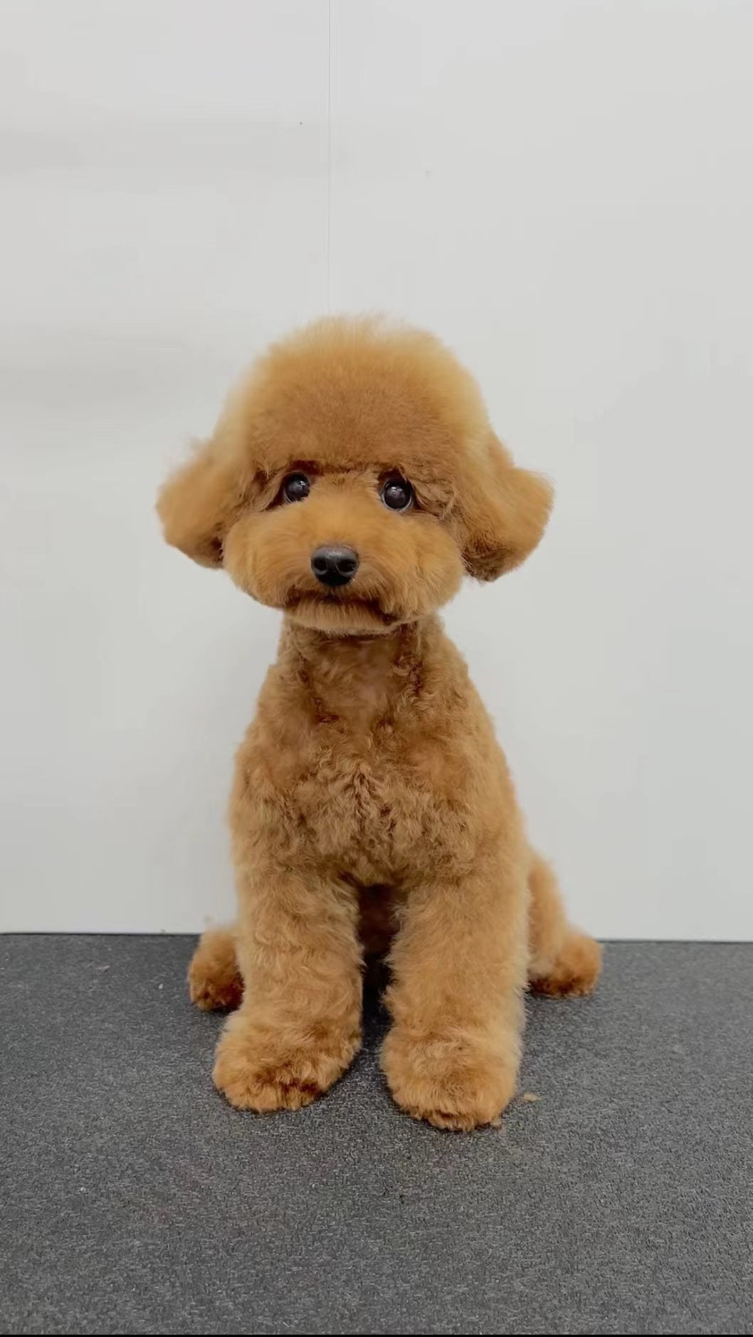 Poodle-Chichi