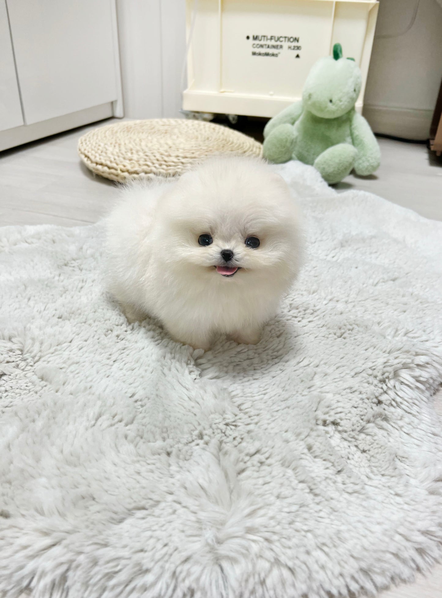 Pomeranian-Winter