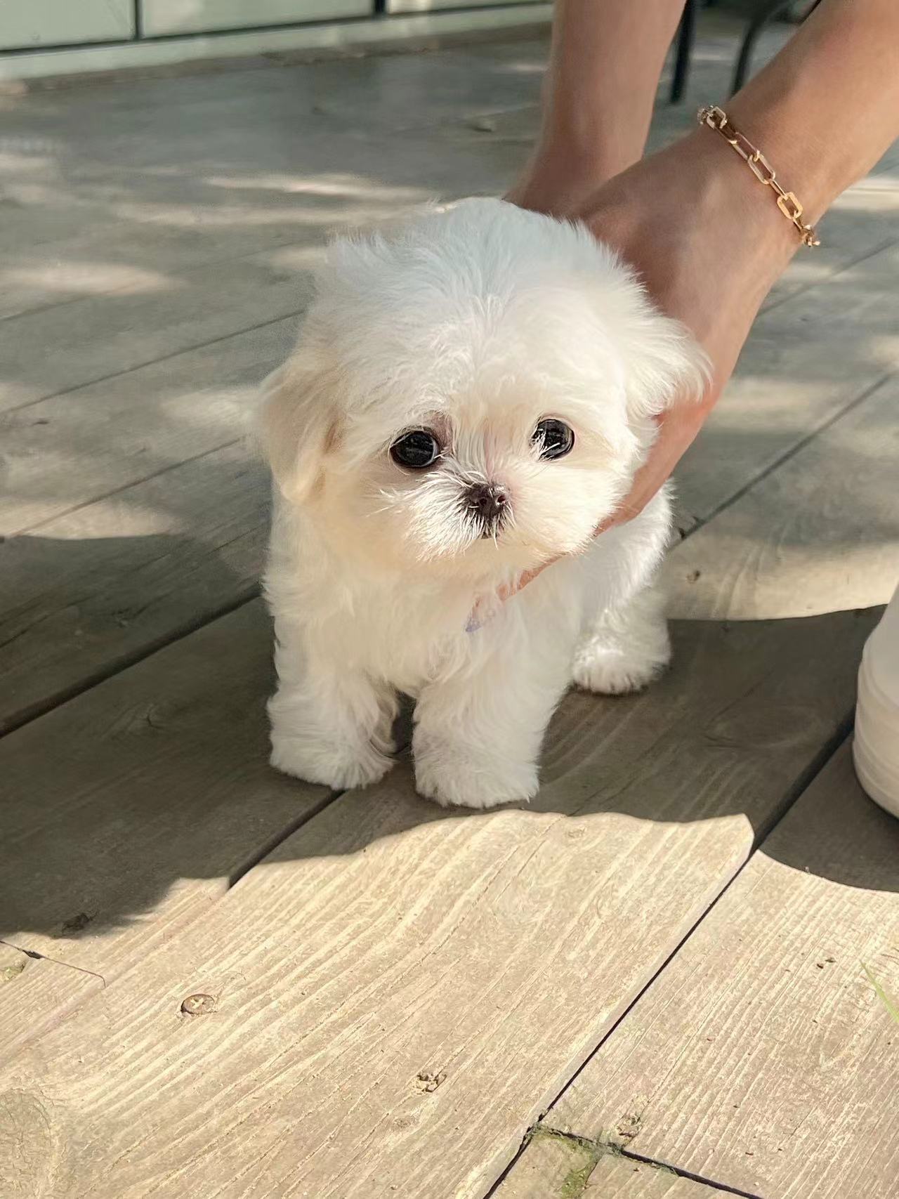 Maltese-Elsa