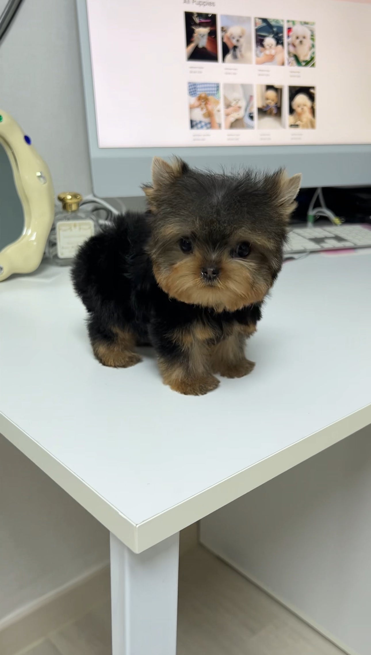 Yorkie-Benji