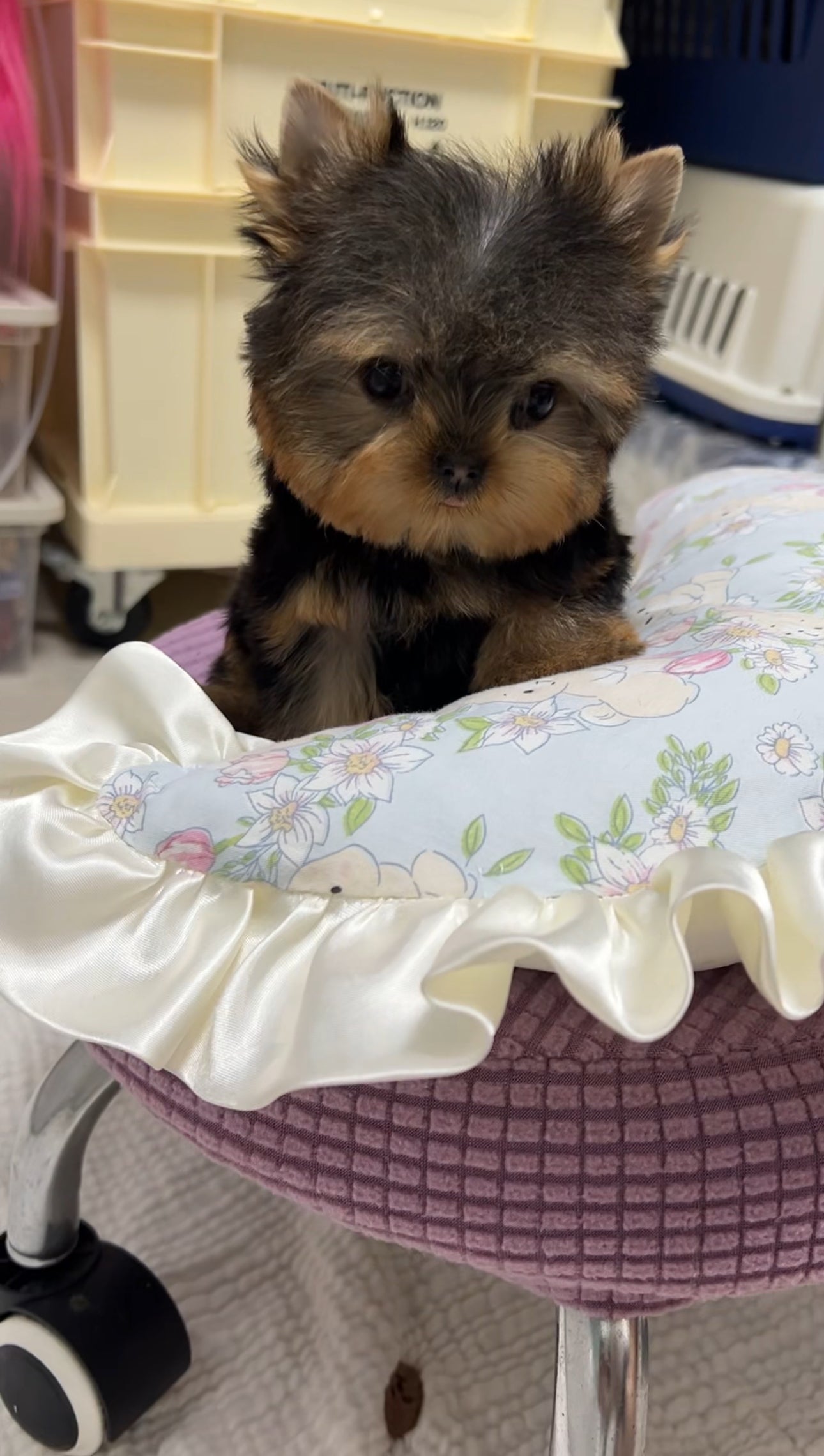 Yorkie-Benji