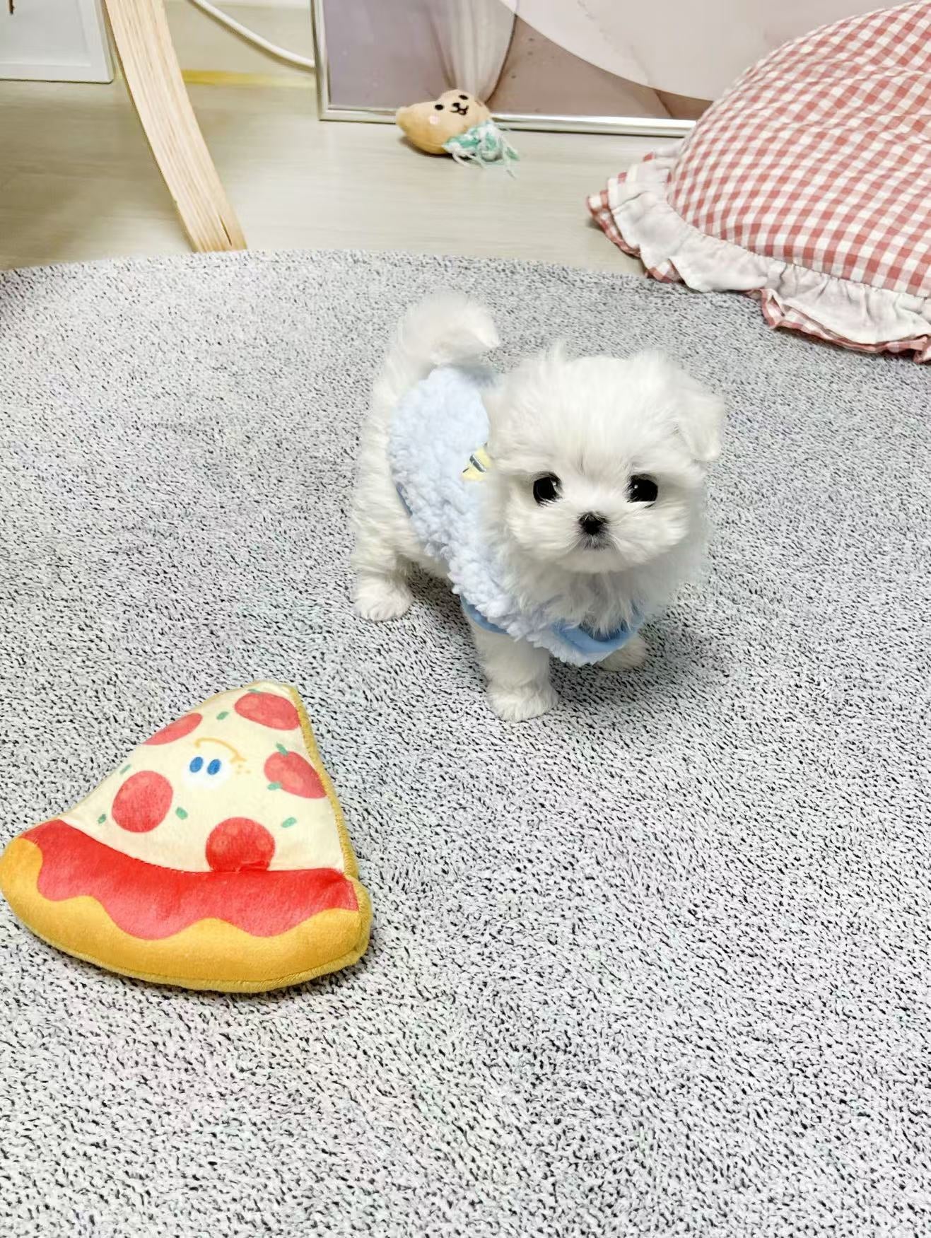 Maltese-Rosie