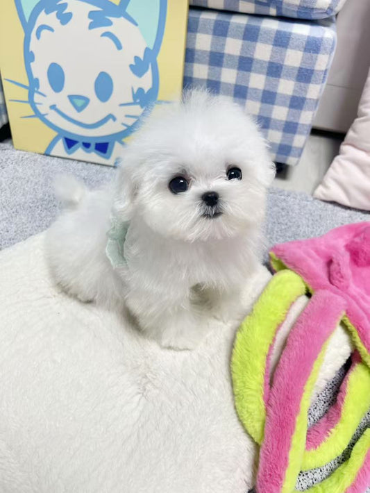 Maltese-Shushu