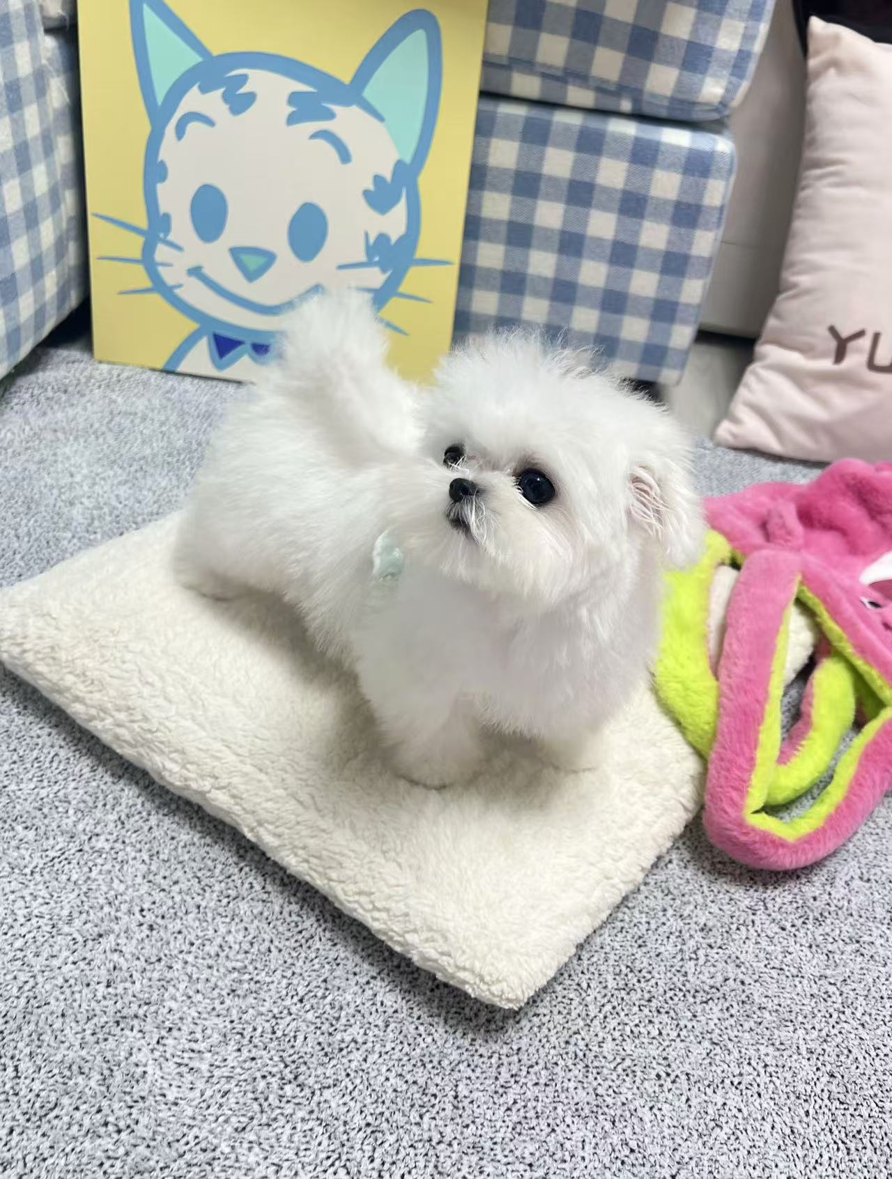 Maltese-Shushu