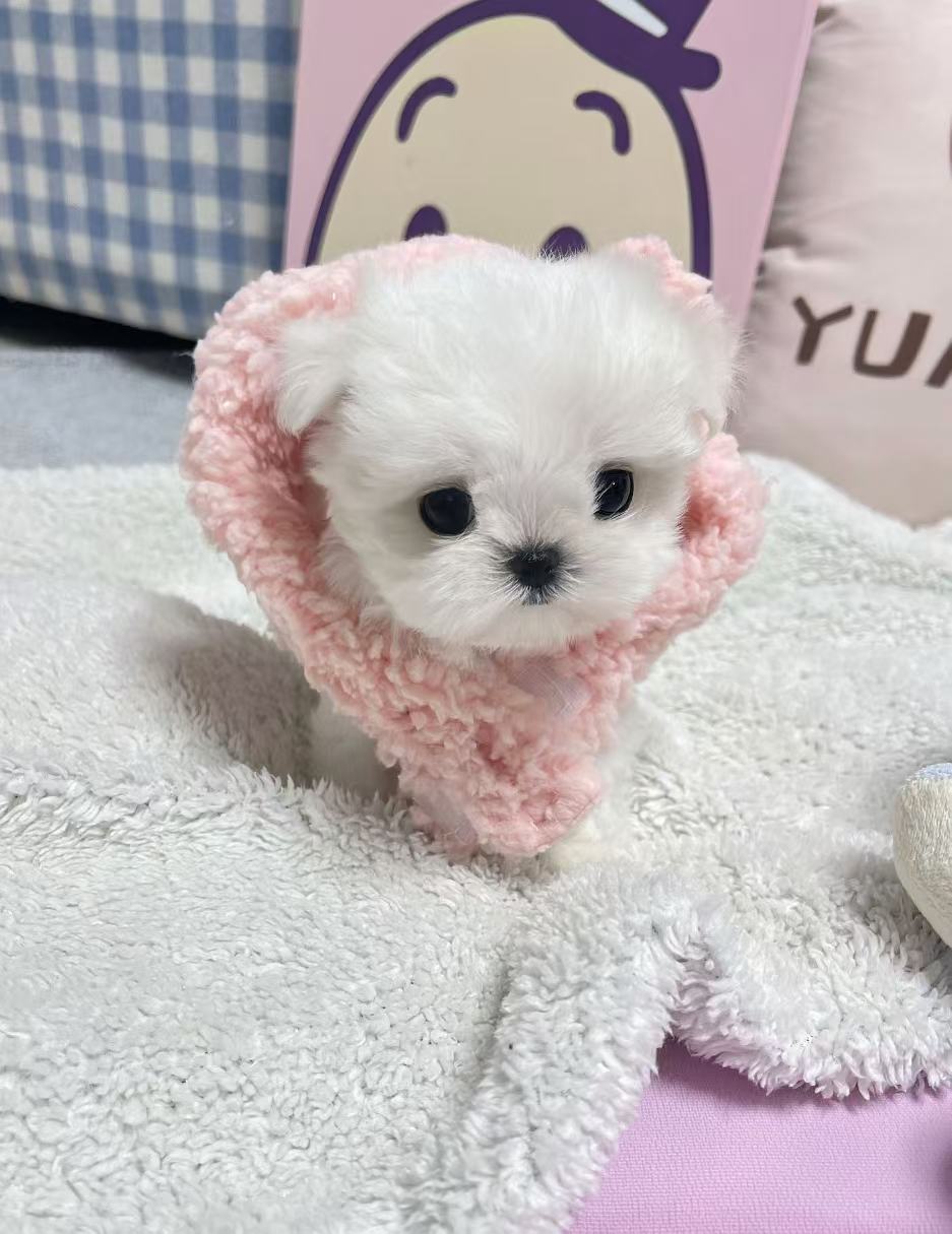 Maltese-Mindy