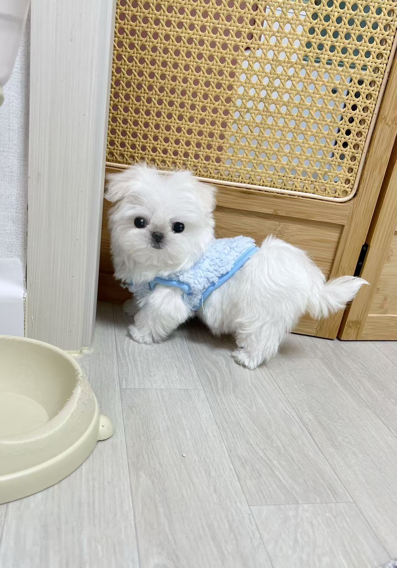 Maltese-Kara