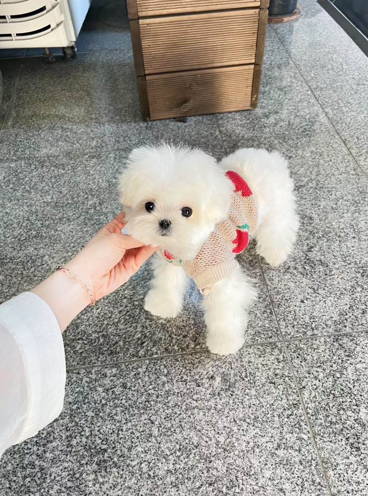 Maltese-Keily