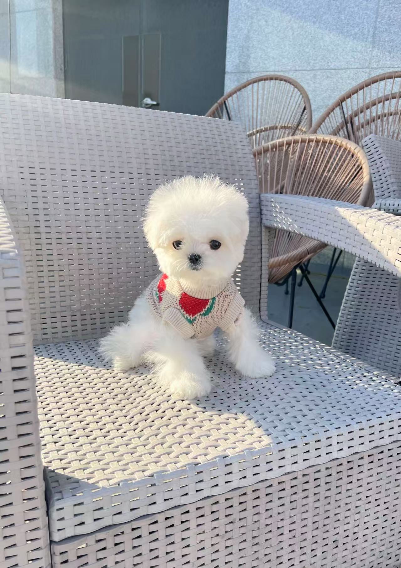 Maltese-Keily