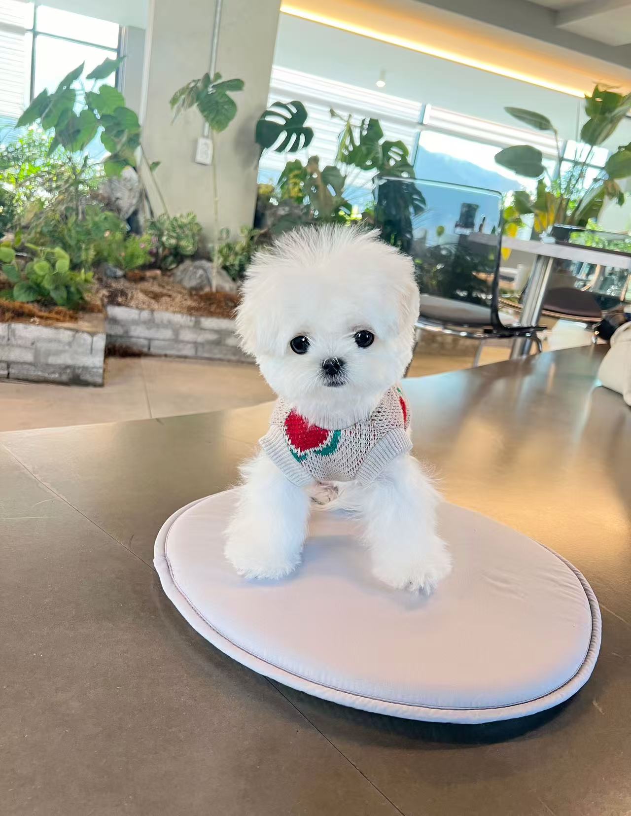 Maltese-Keily