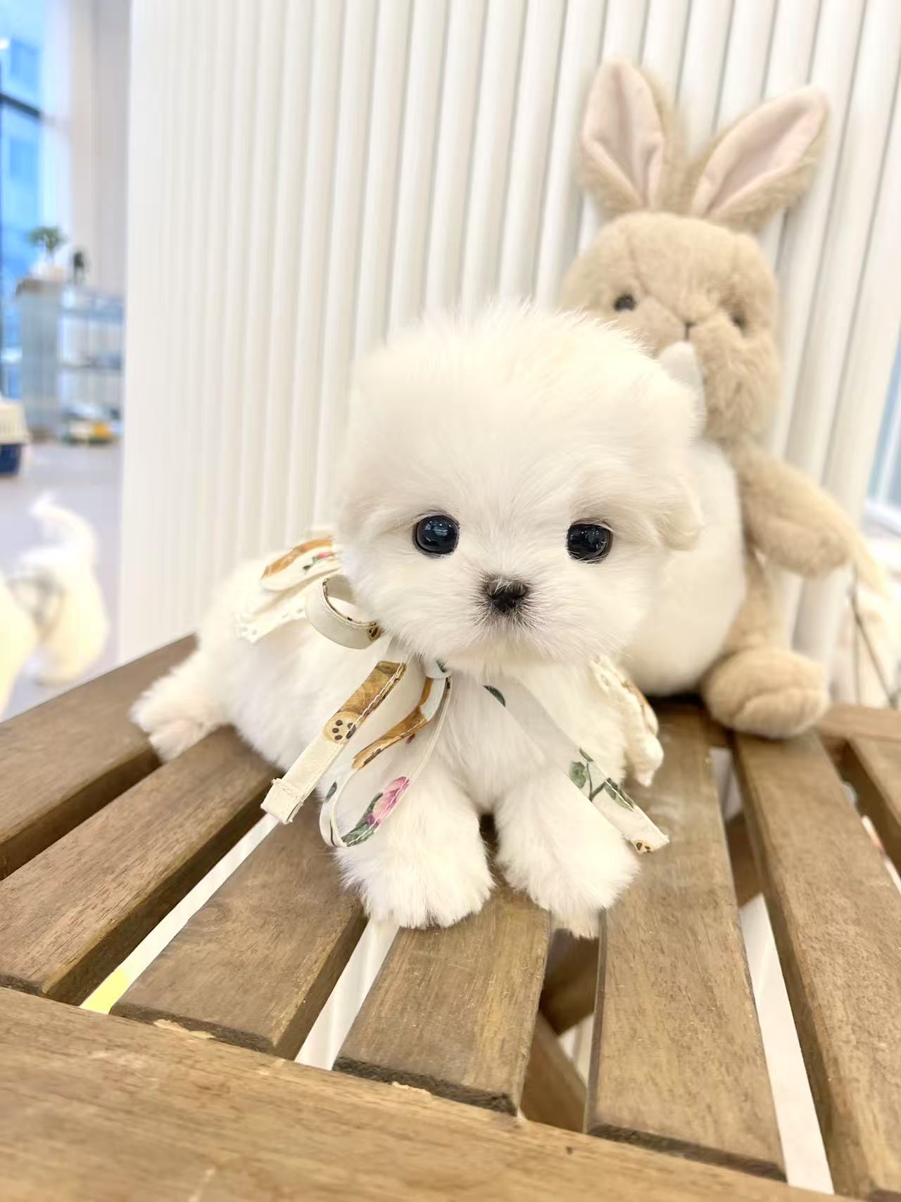 Maltese-Roo