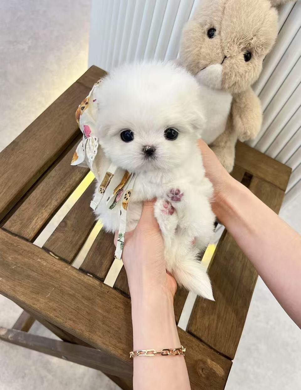 Maltese-Roo