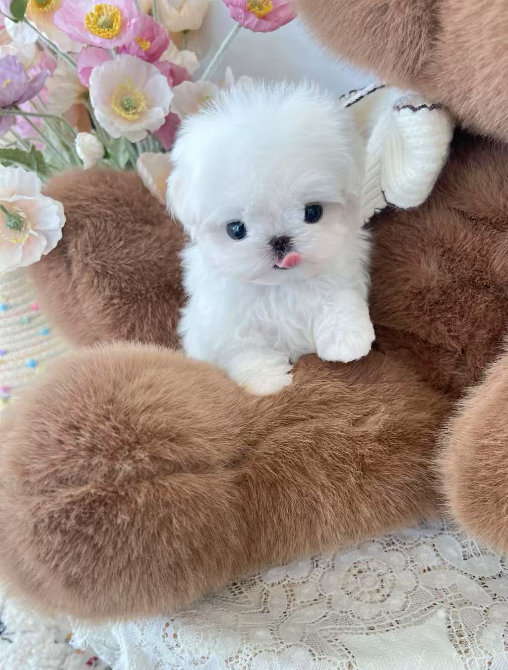 Maltese-Pepe