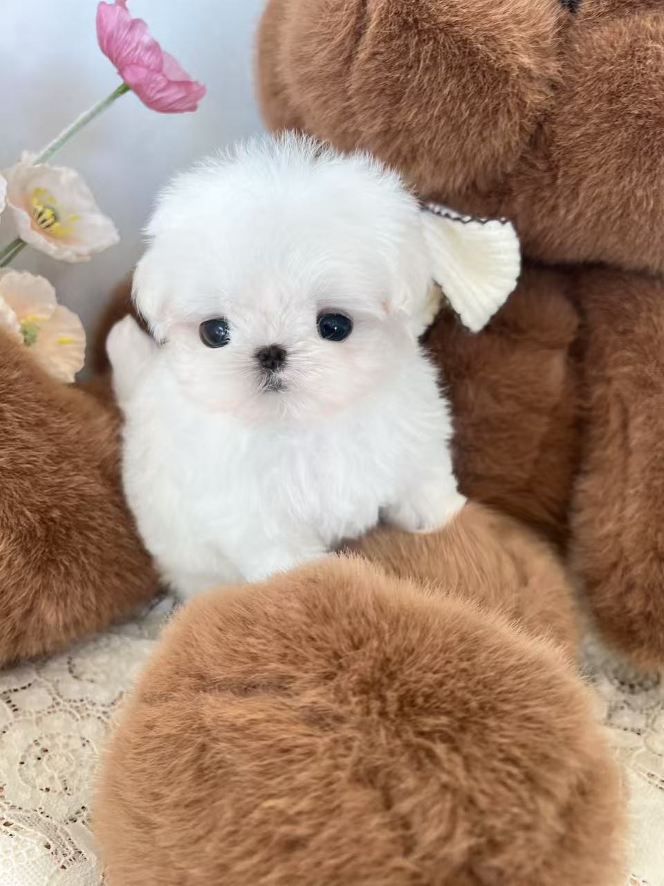 Maltese-Pepe