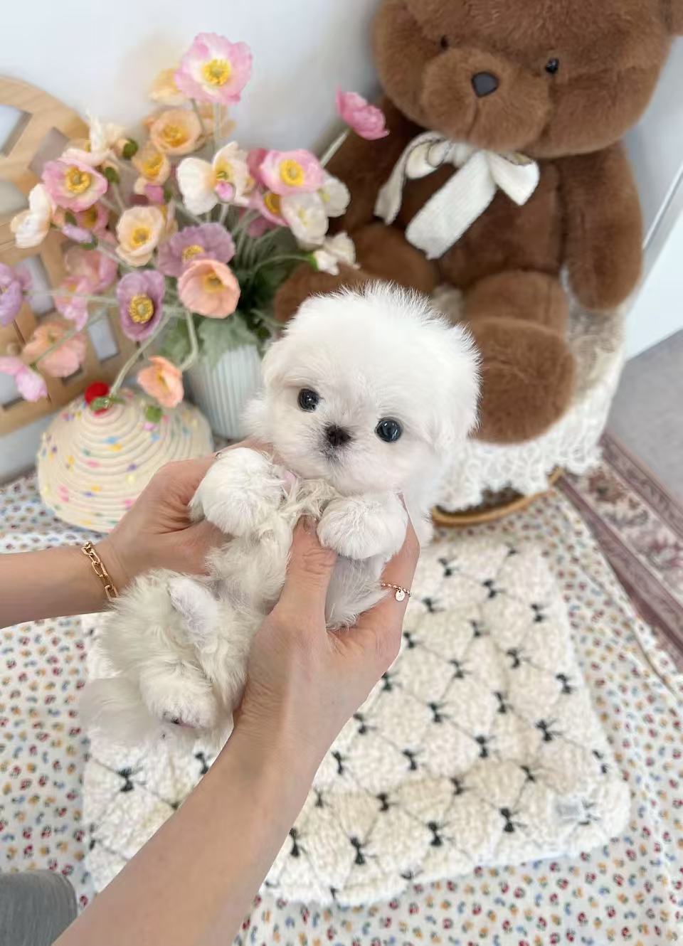Maltese-Pepe