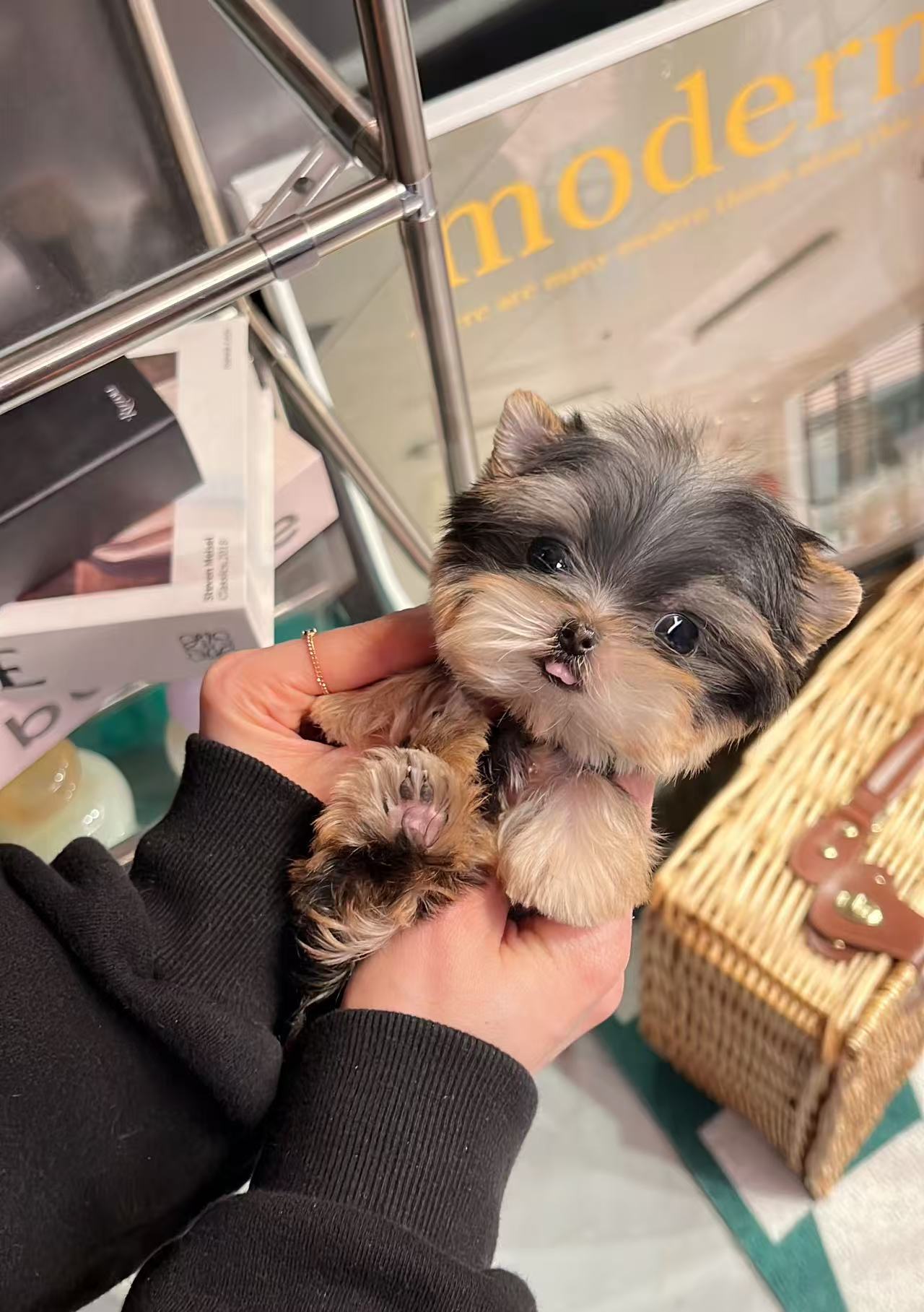 Yorkie-Eden