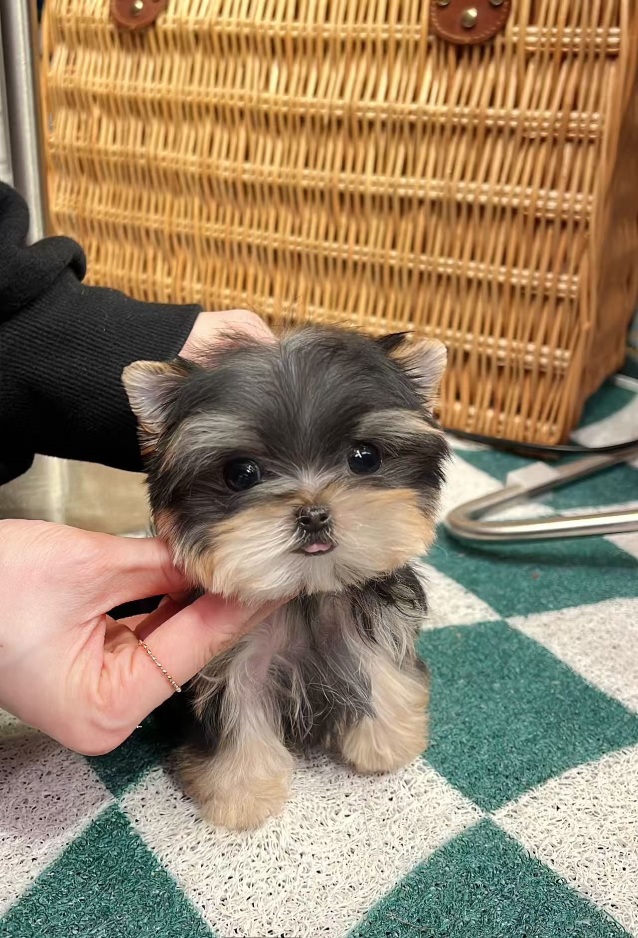 Yorkie-Eden