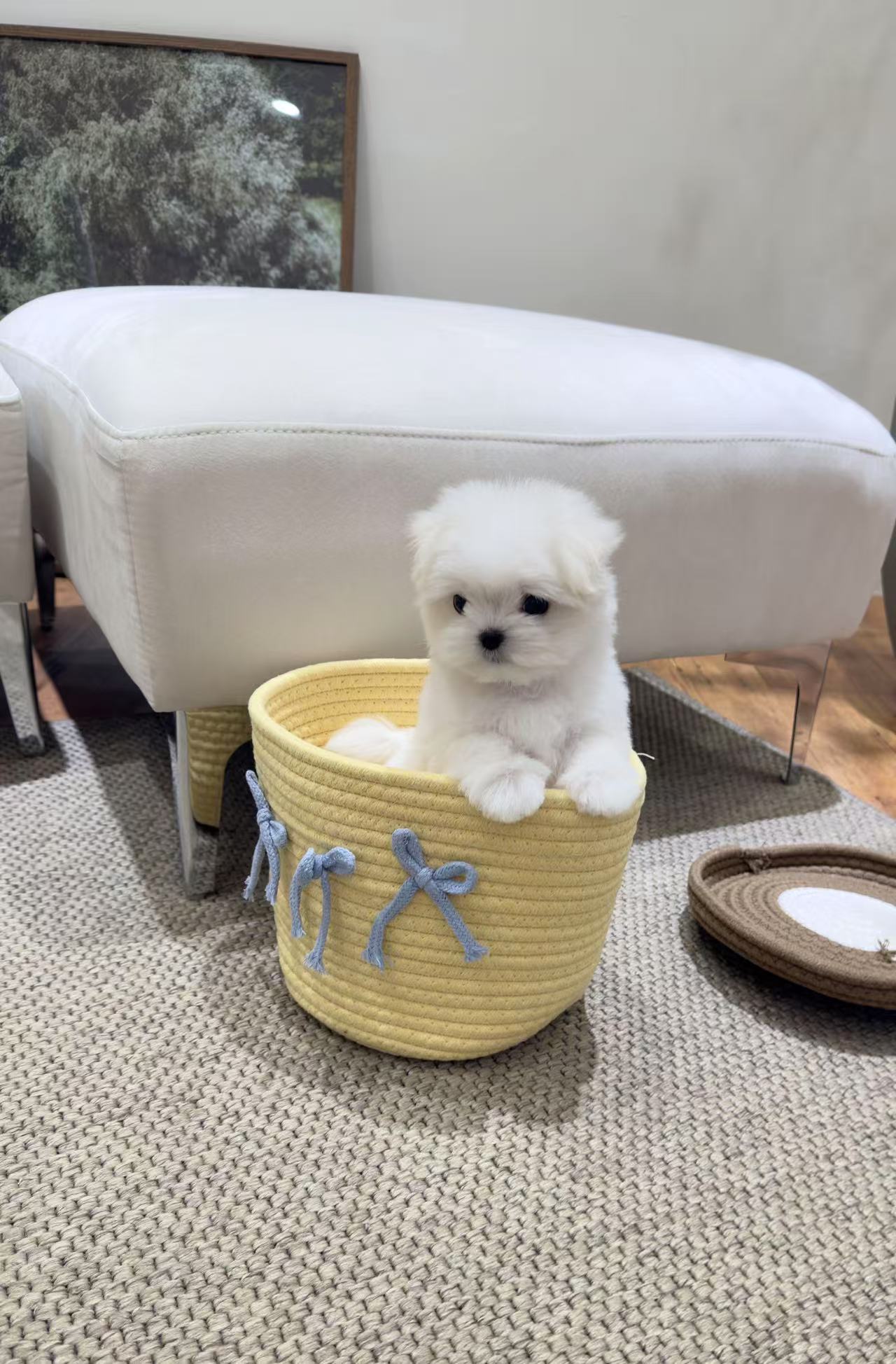 Maltese-Tino