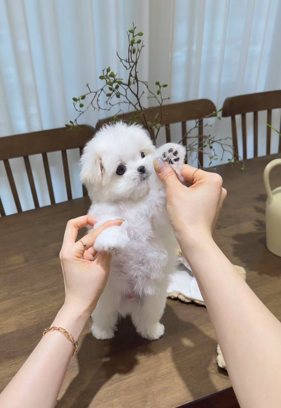 Maltese-Tino