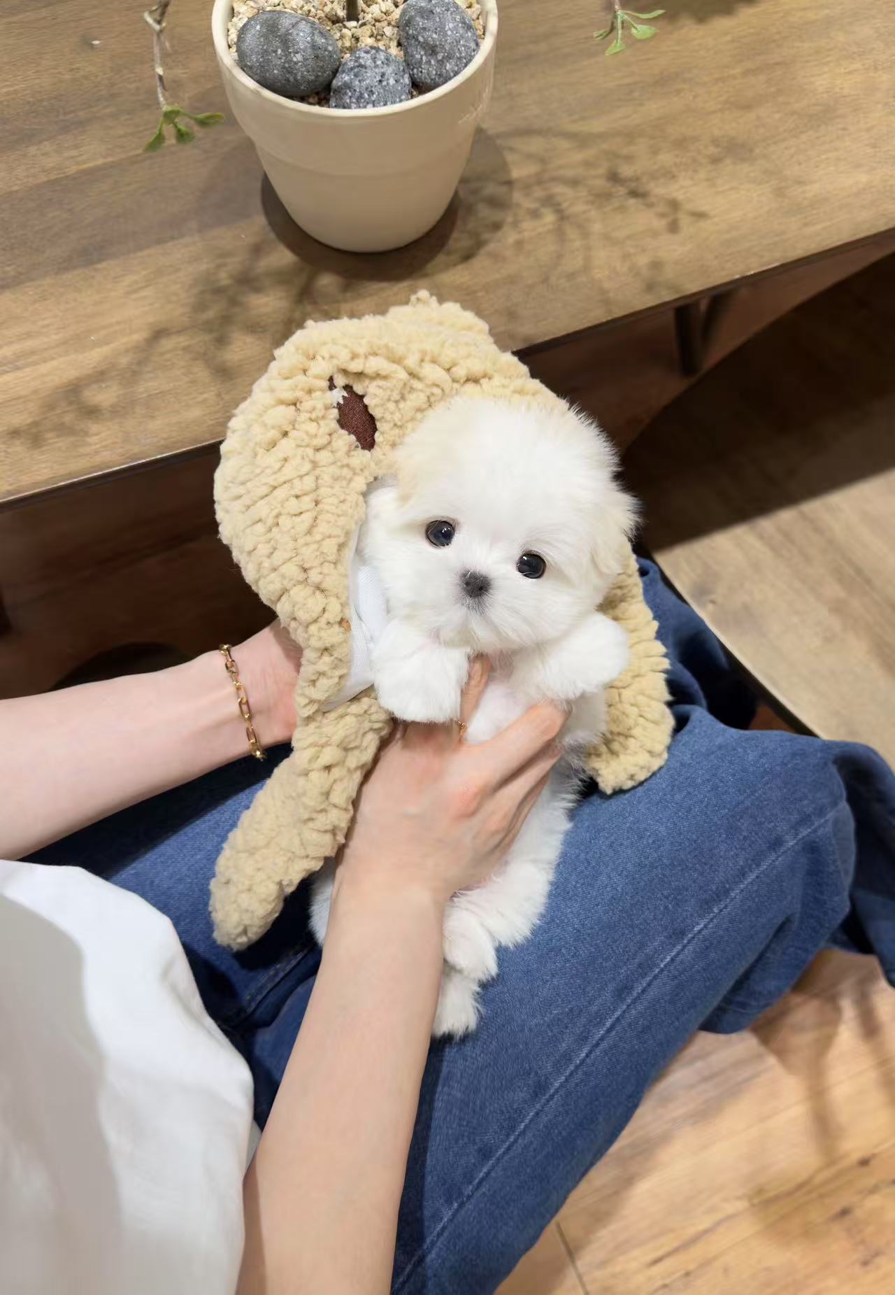 Maltese-Tino