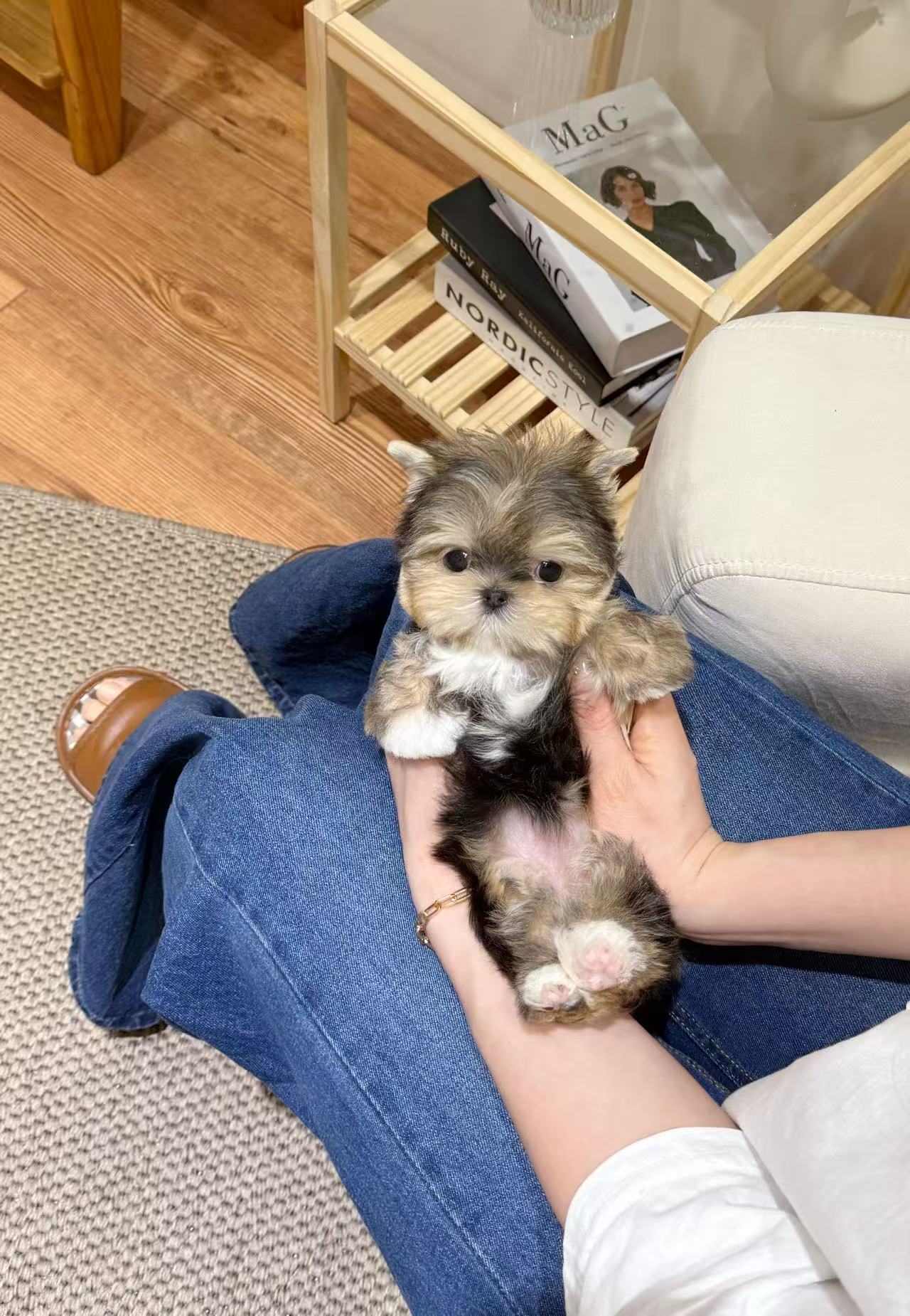 Yorkie-Mikko