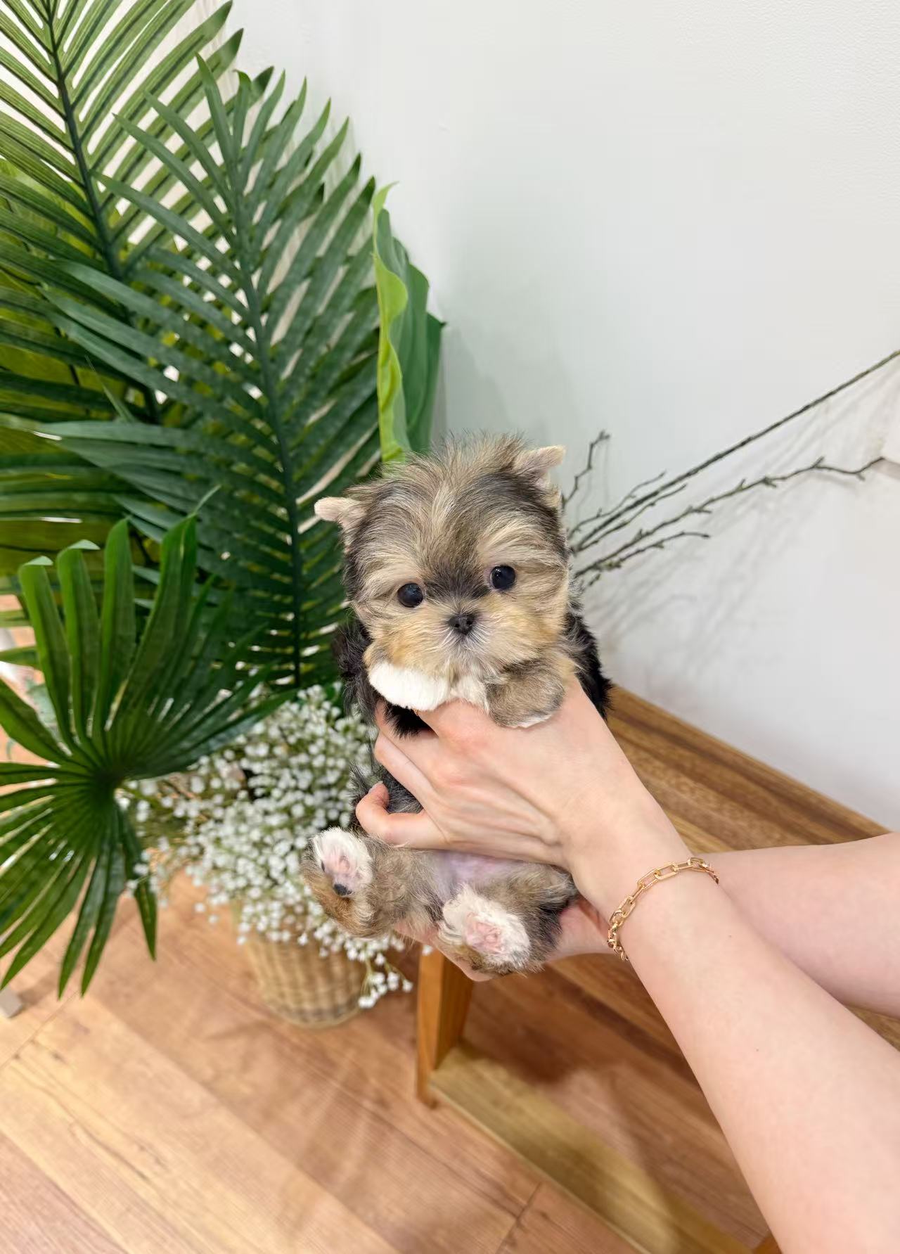 Yorkie-Mikko