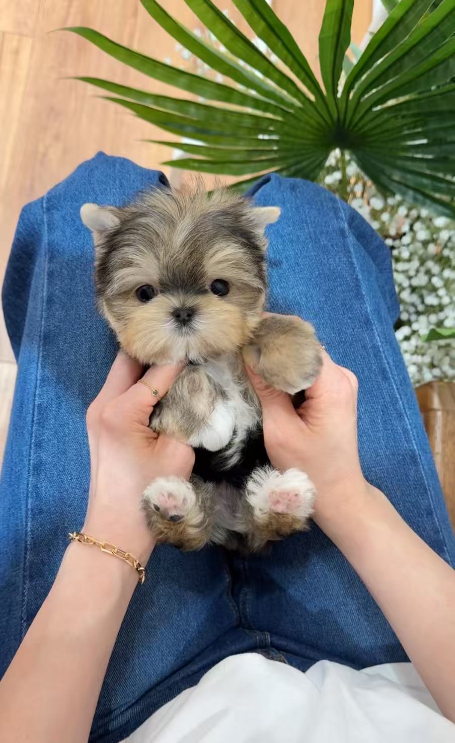 Yorkie-Mikko