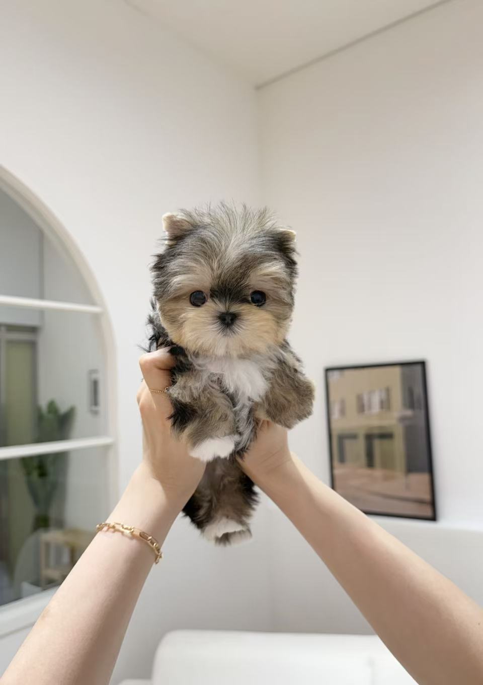 Yorkie-Mikko