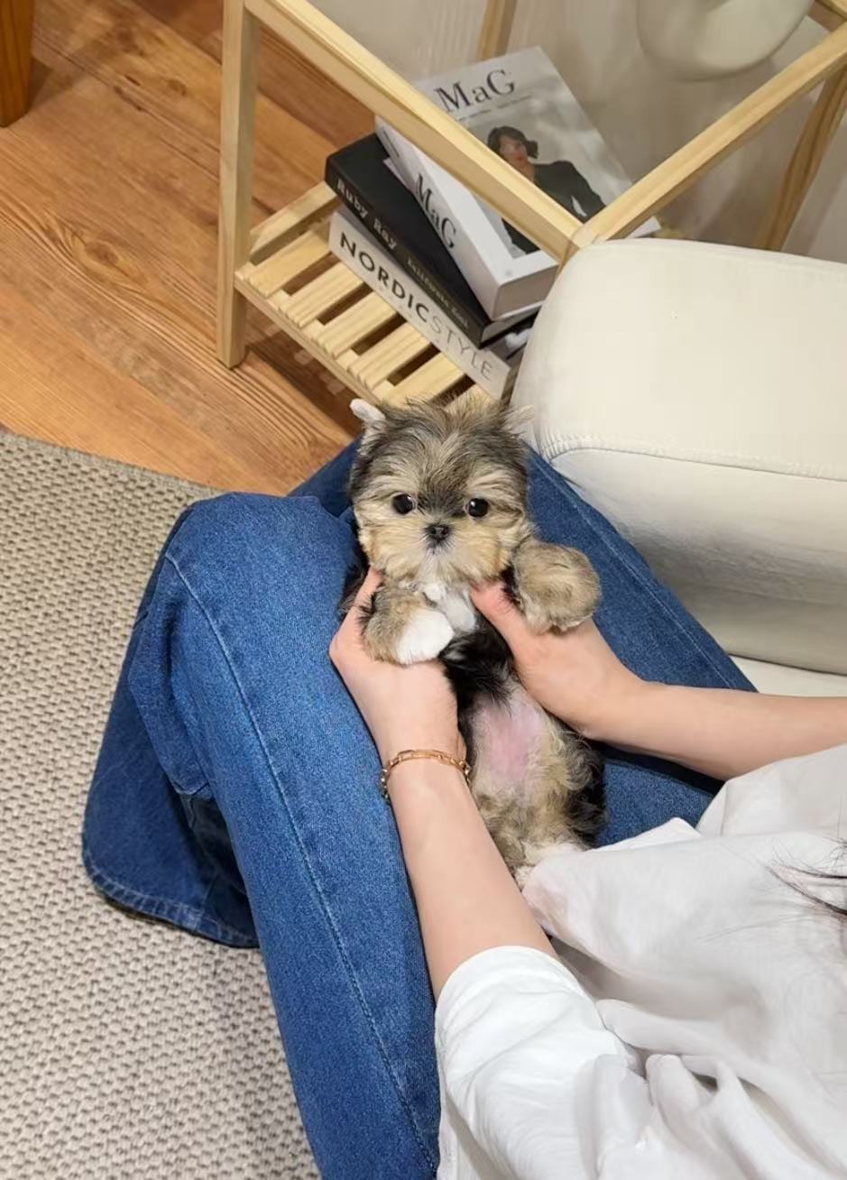 Yorkie-Mikko