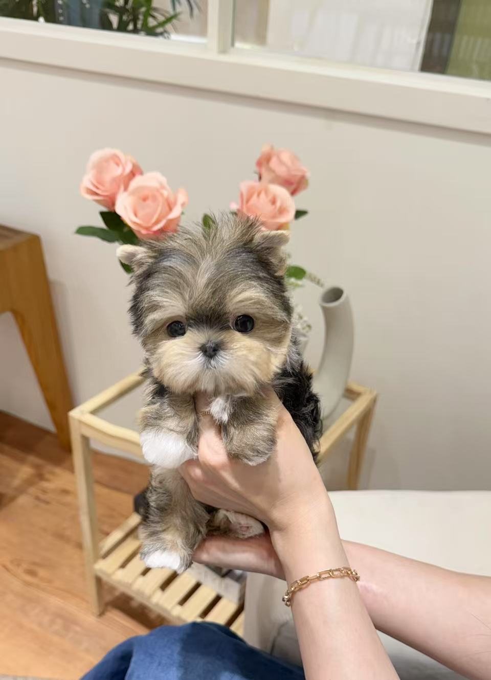Yorkie-Mikko