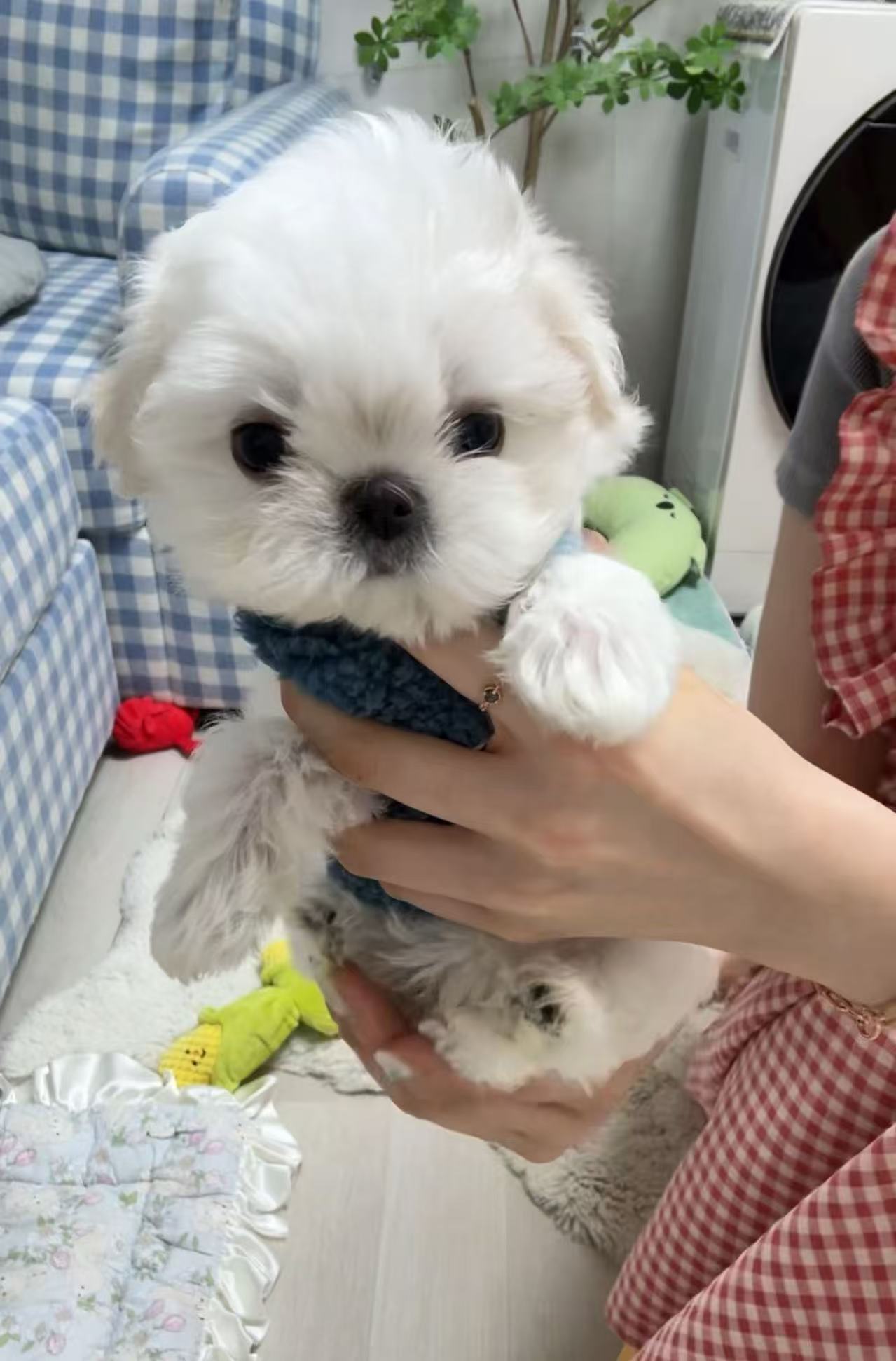 Maltese-Tiffany