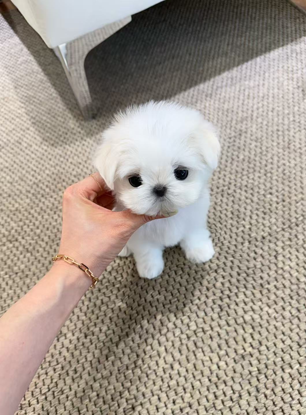 Maltese-Zeze