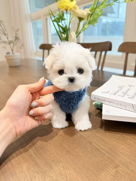 Maltese-Lony