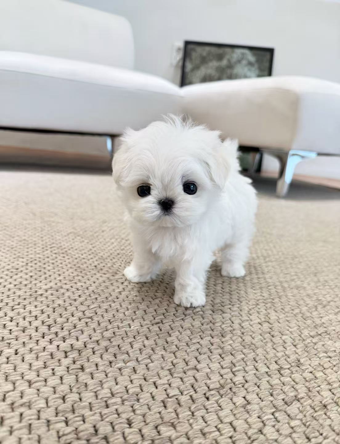 Maltese-Momo