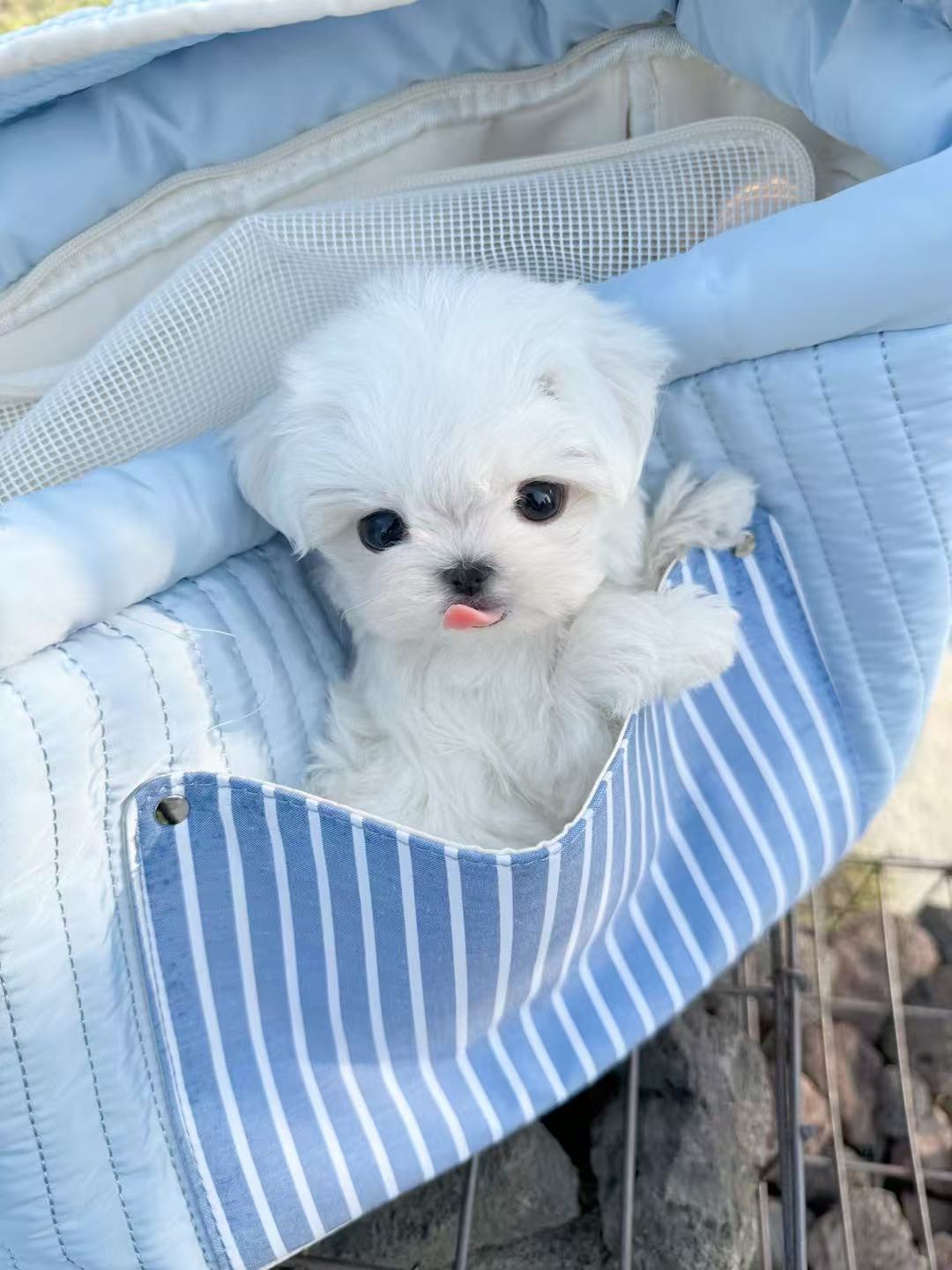Maltese-Aaron