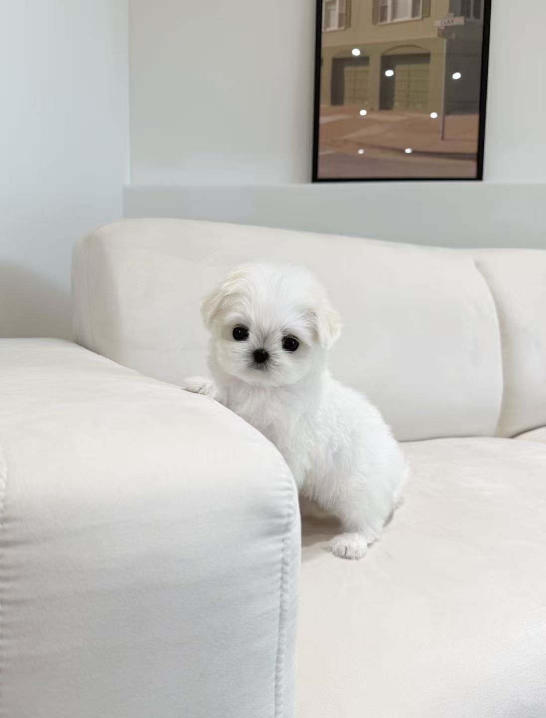Maltese-Zeze