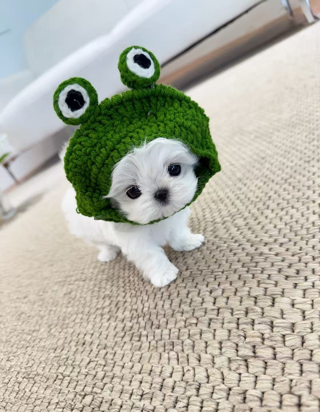 Maltese-Momo