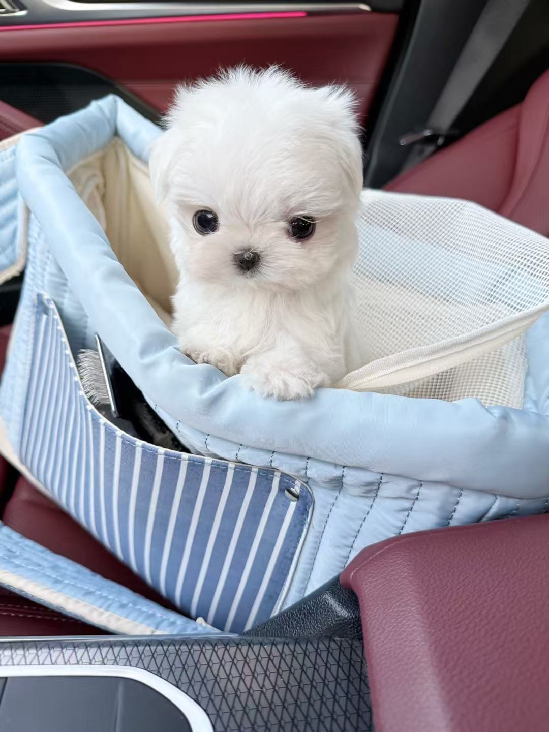 Maltese-Aaron