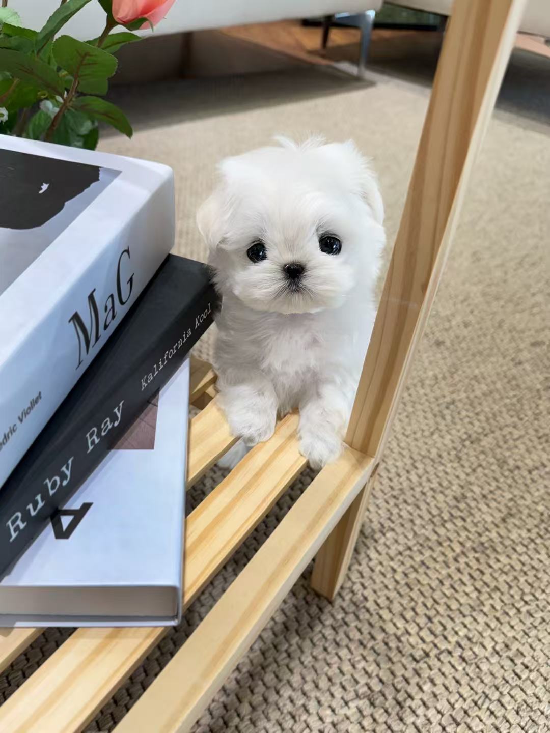 Maltese-Momo