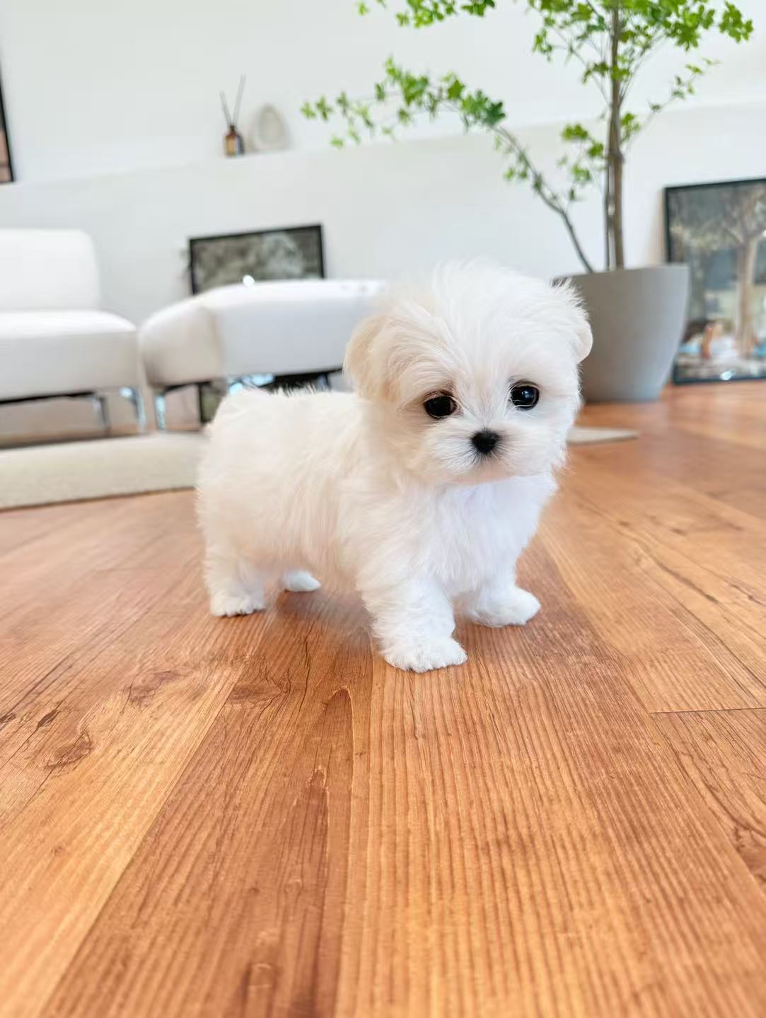 Maltese-Lony