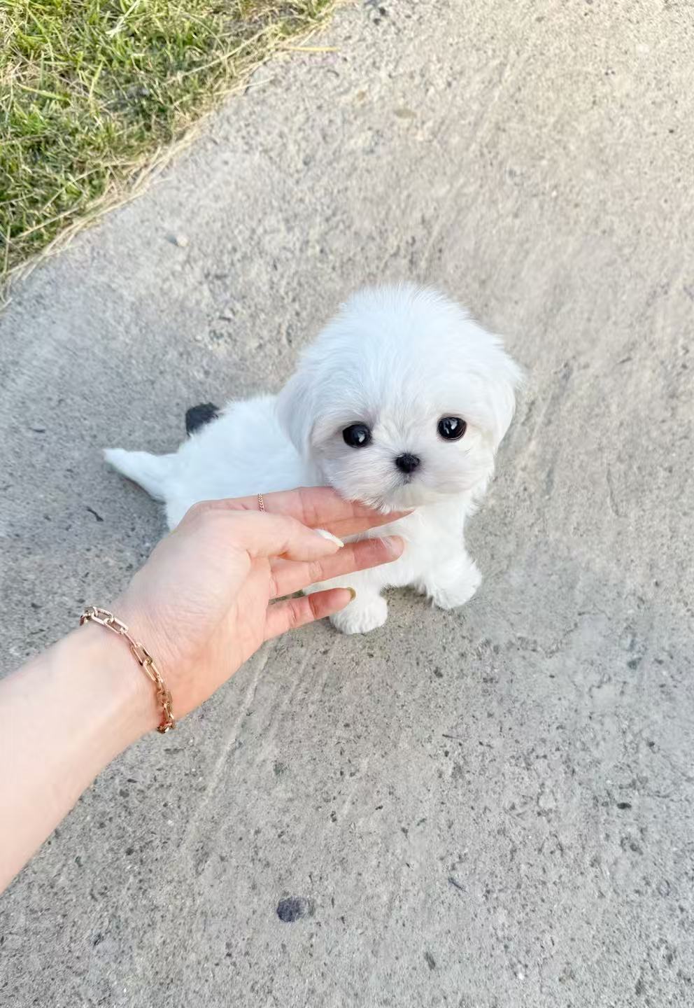 Maltese-Aaron