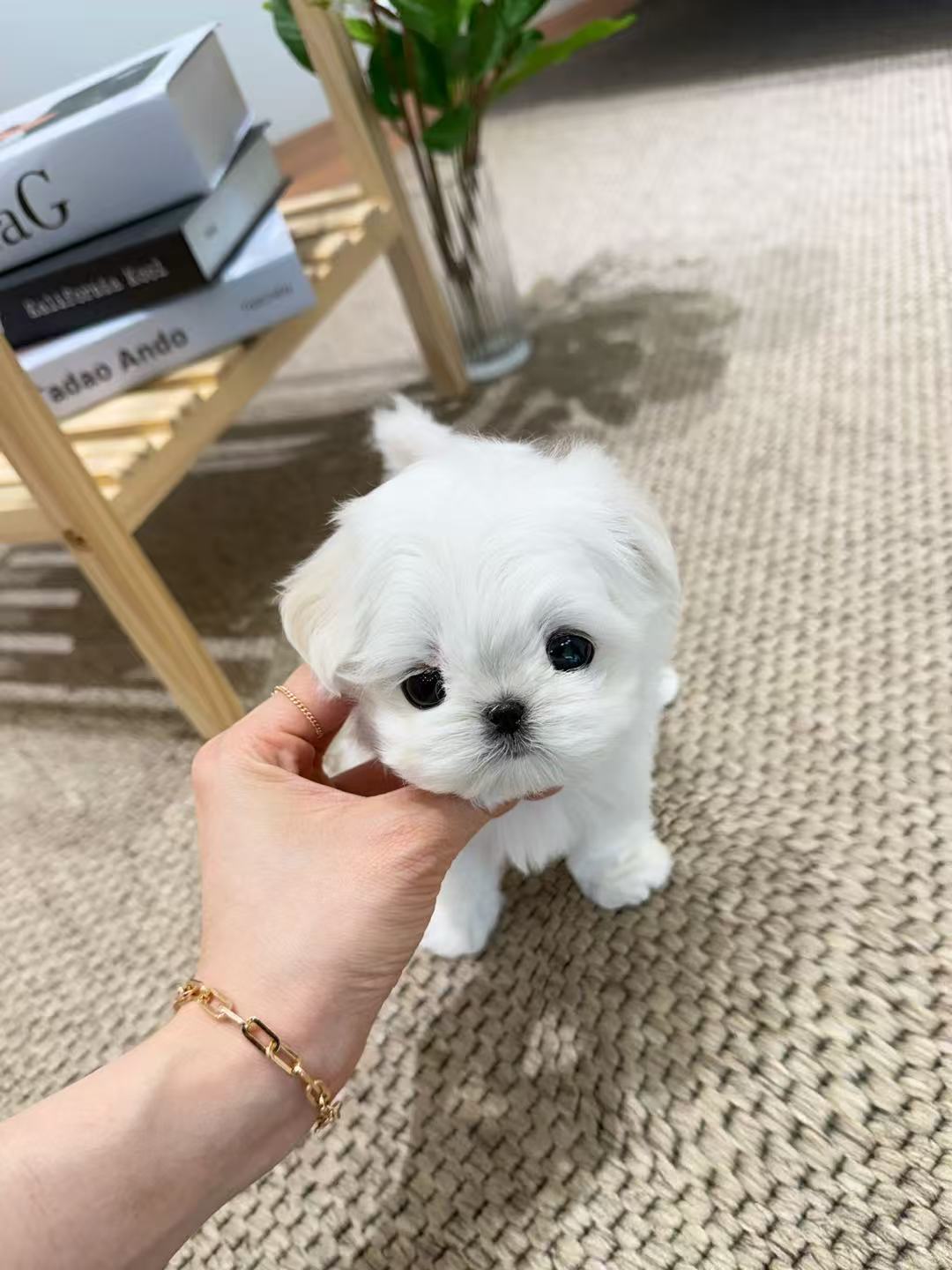 Maltese-Momo