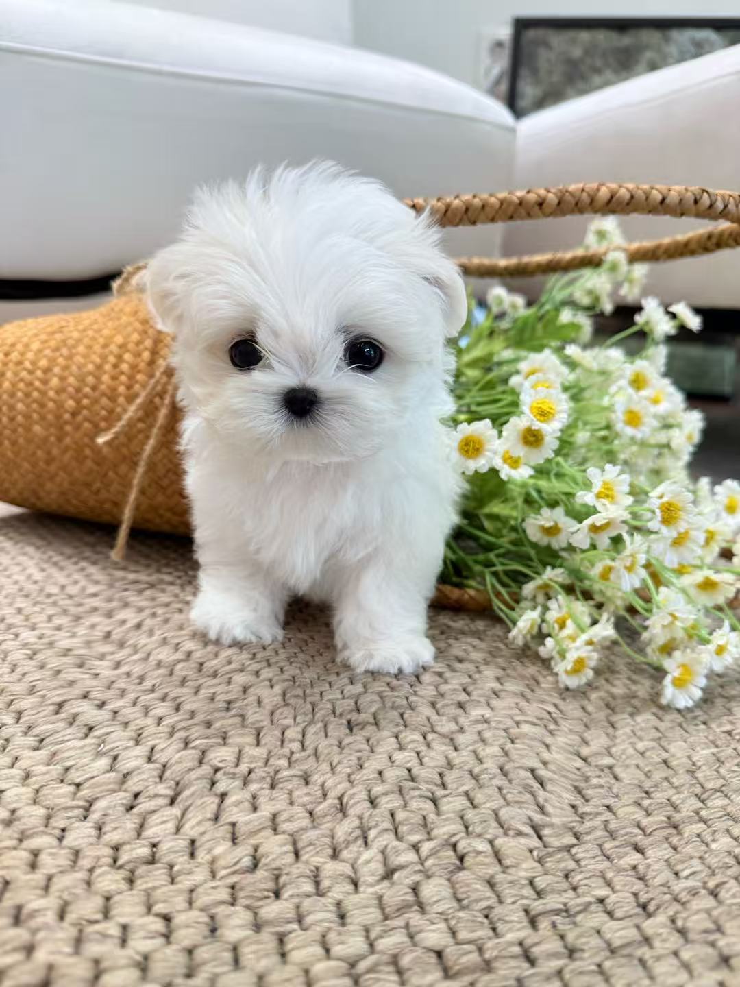 Maltese-Lony