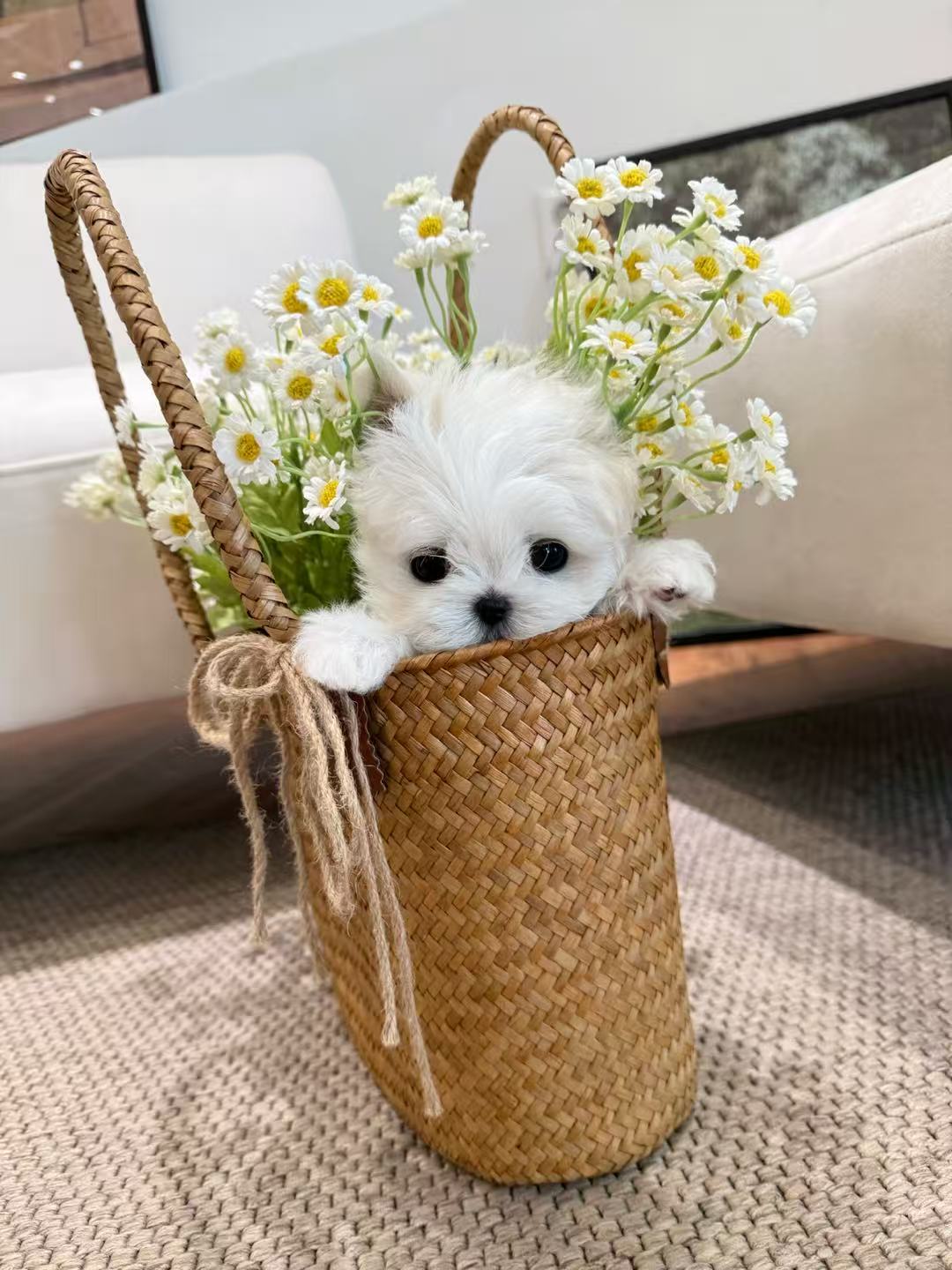 Maltese-Lony