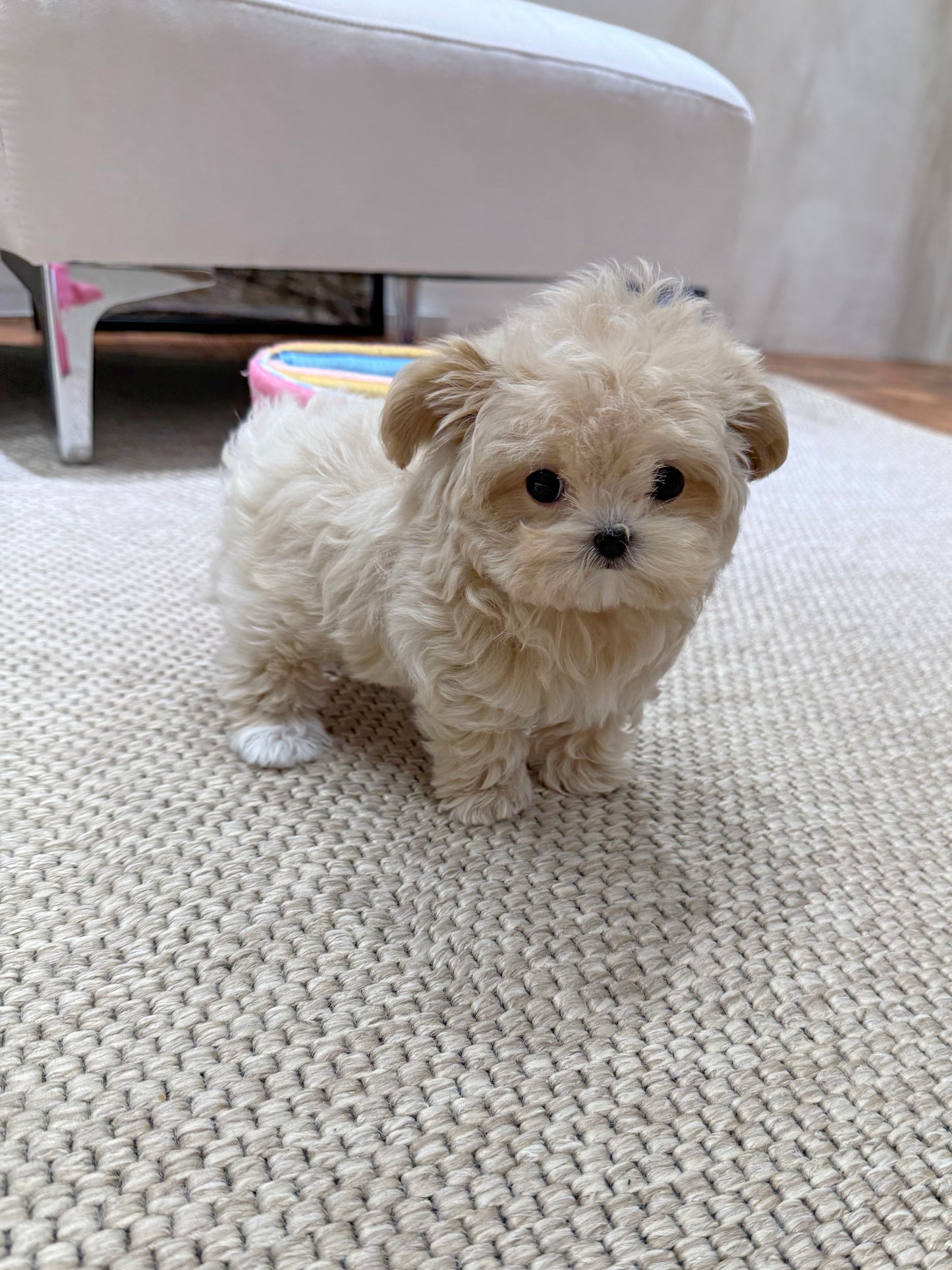 Maltipoo-Sophie