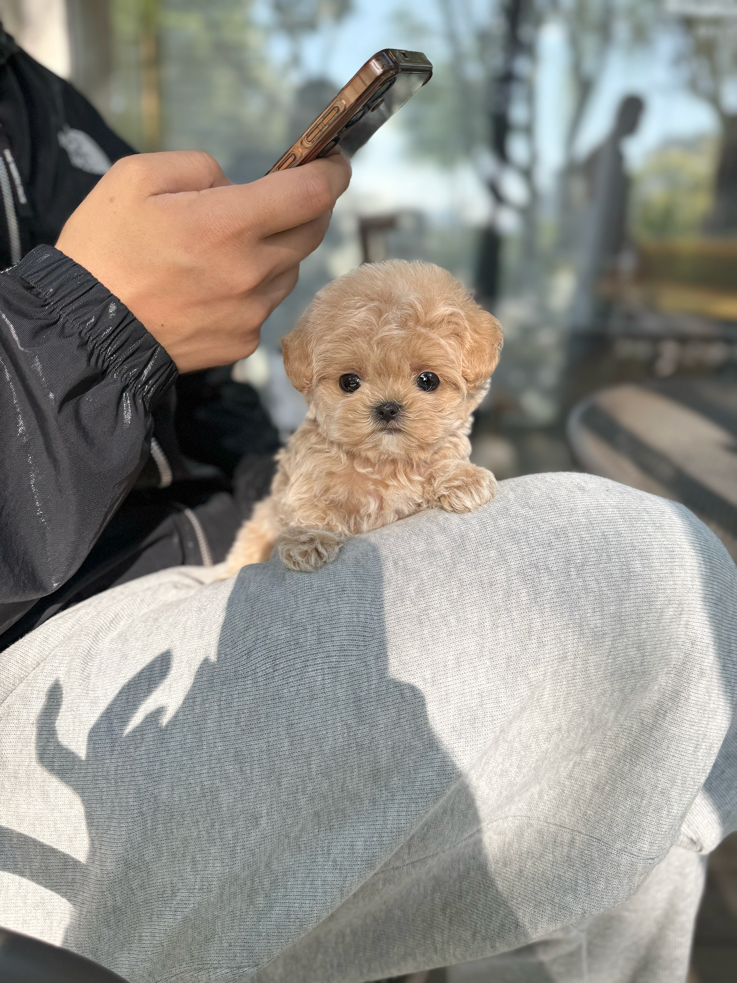 Maltipoo-Pony