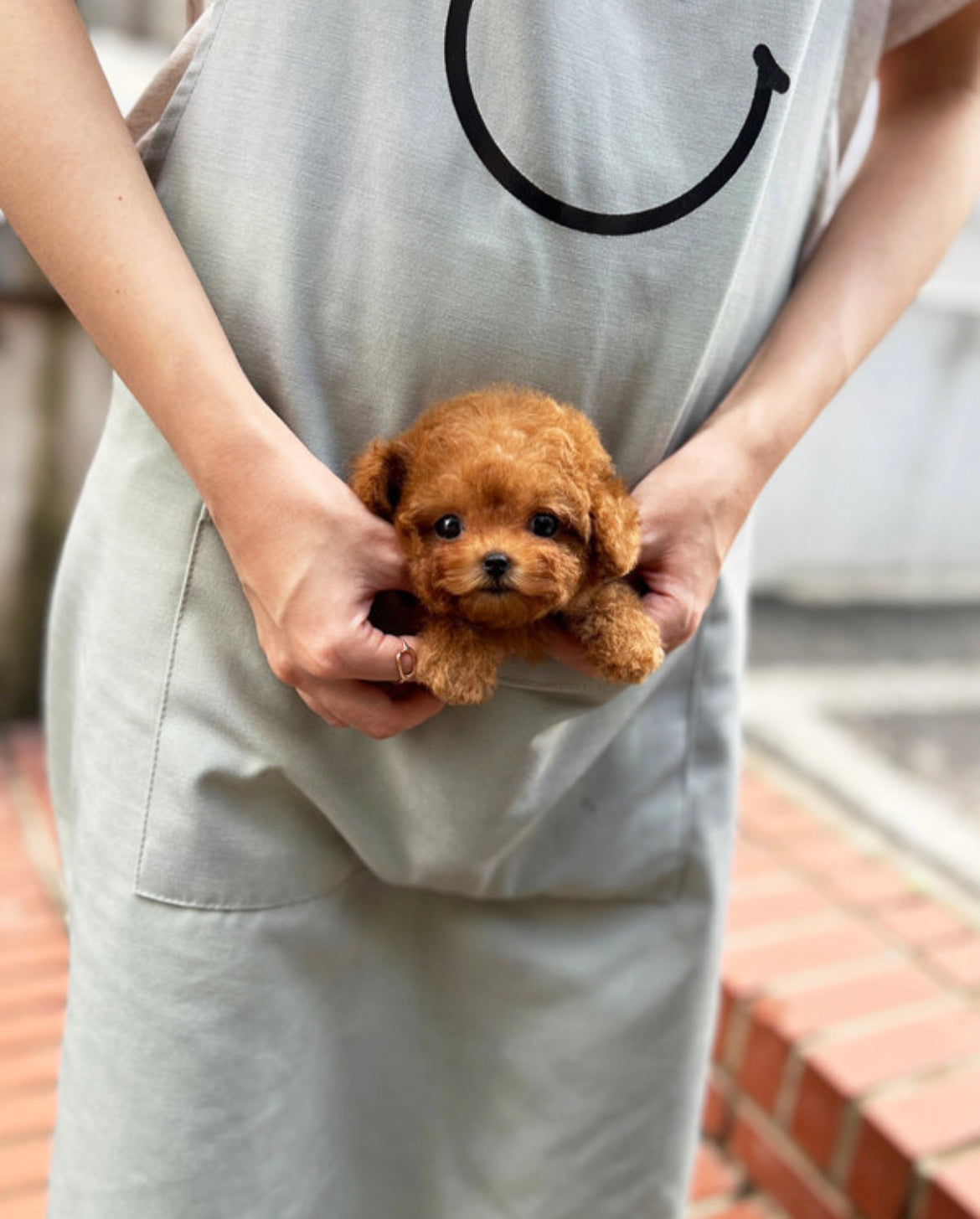 Poodle- Happy