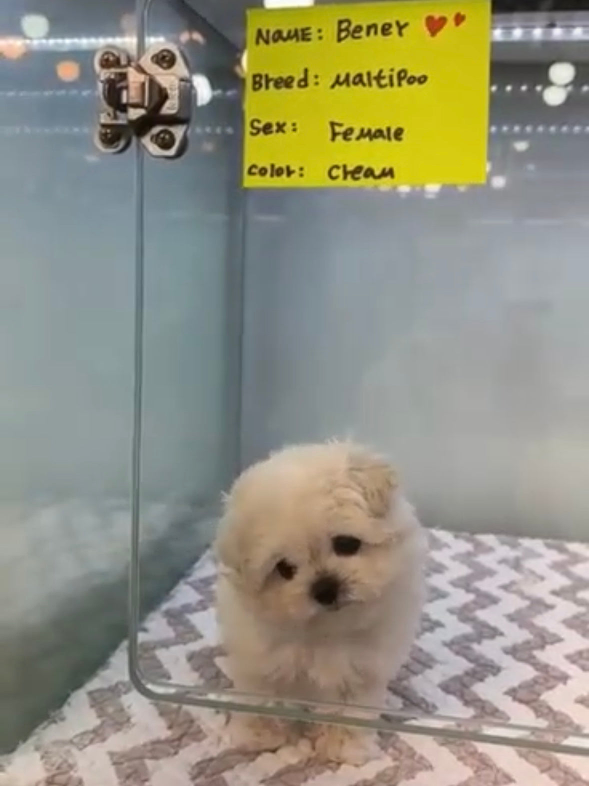 Maltipoo - Benny