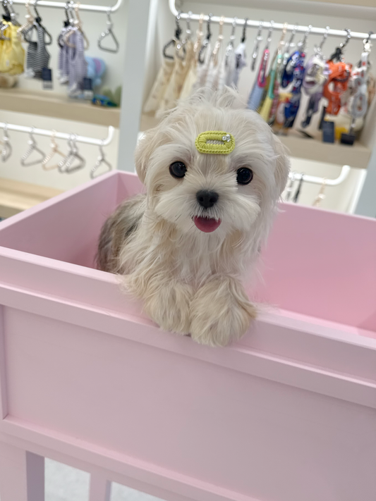 Yorkie-Mango-M
